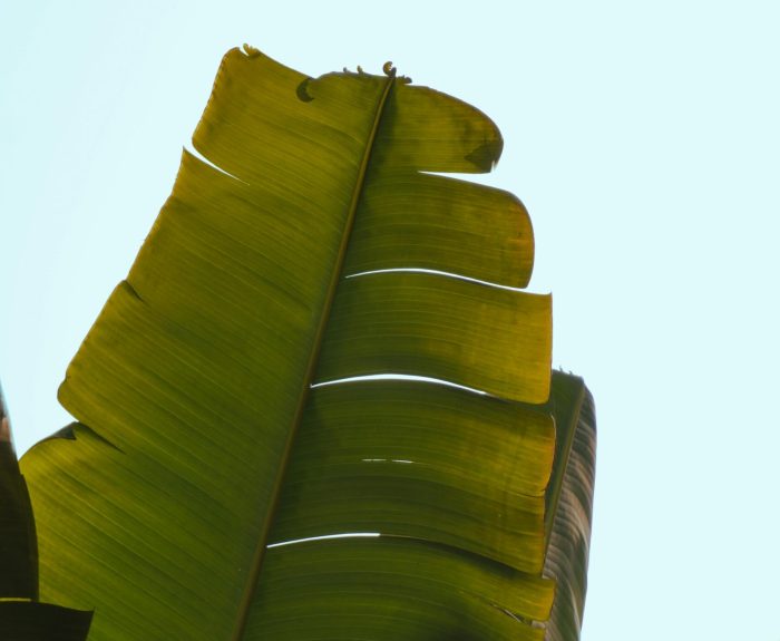 pexels-srijit-mudi-31301853-30966226